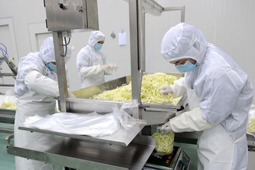 為您解讀凈菜加工生產線